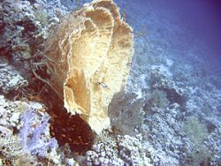 A huge coral taken on a drift dive from Ras Bob to Ras Ra... by Jonny Simpson-lee 